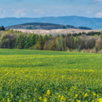 Greener Grass Landscaping