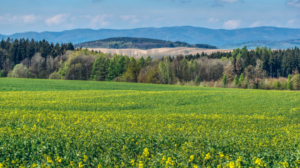 Greener Grass Landscaping
