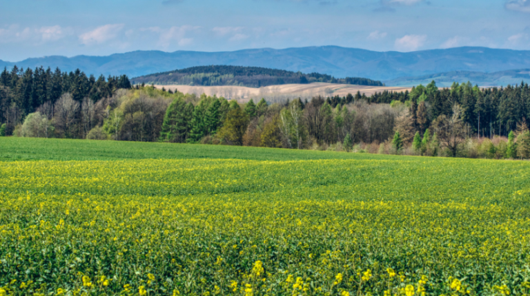 Greener Grass Landscaping